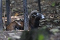 Muflon - Mouflon - Ovis aries musimon